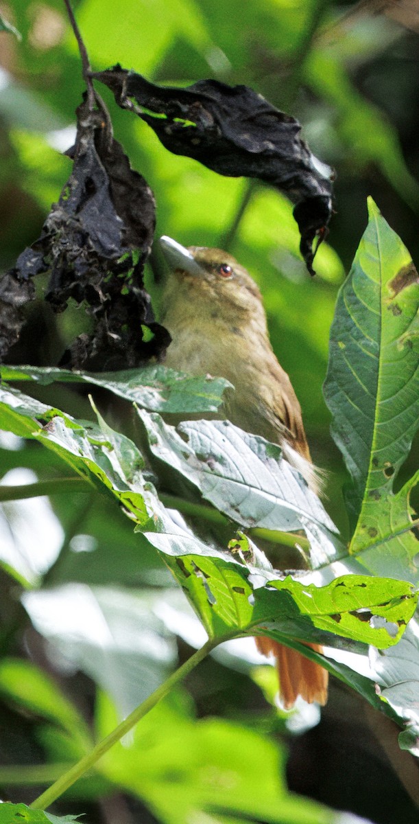 Russet Antshrike - ML646265632