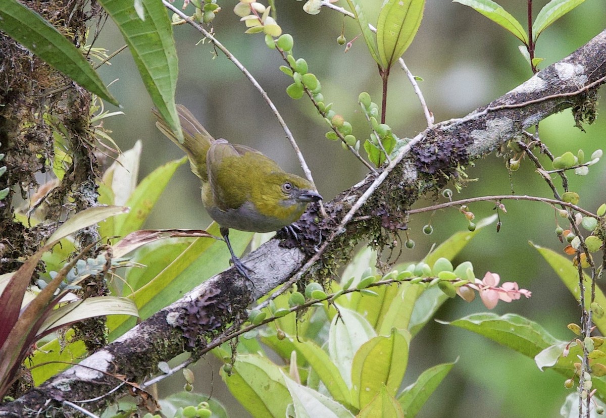 Yellow-throated Chlorospingus - ML646265633