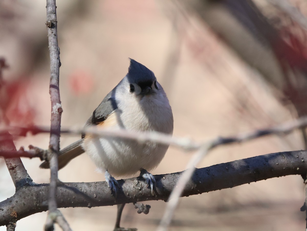 Grauhäubchenmeise - ML646265638