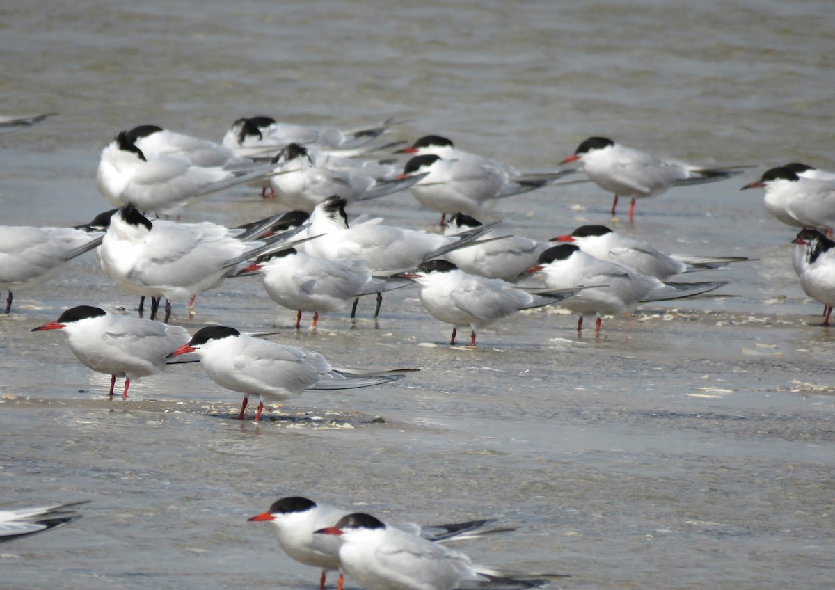 Common Tern - ML646265640