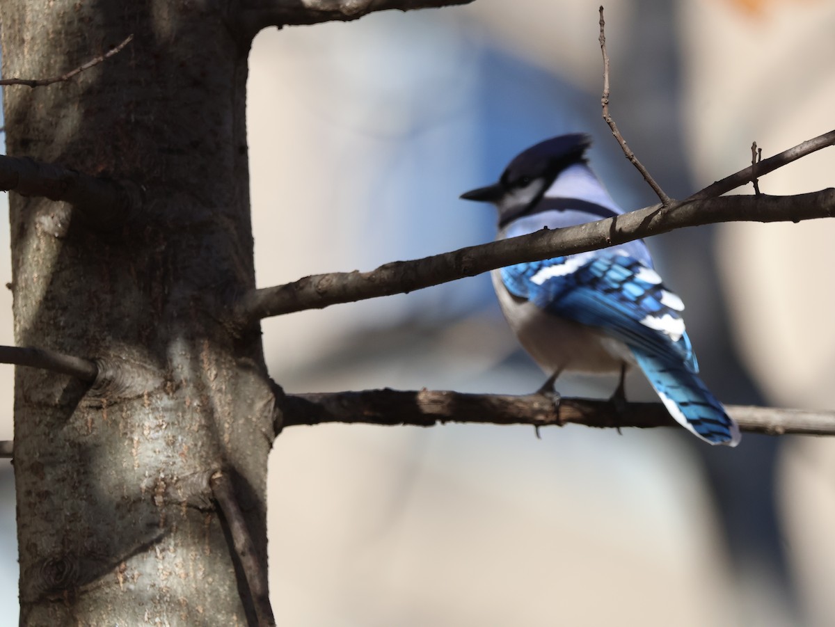 Blue Jay - ML646265644