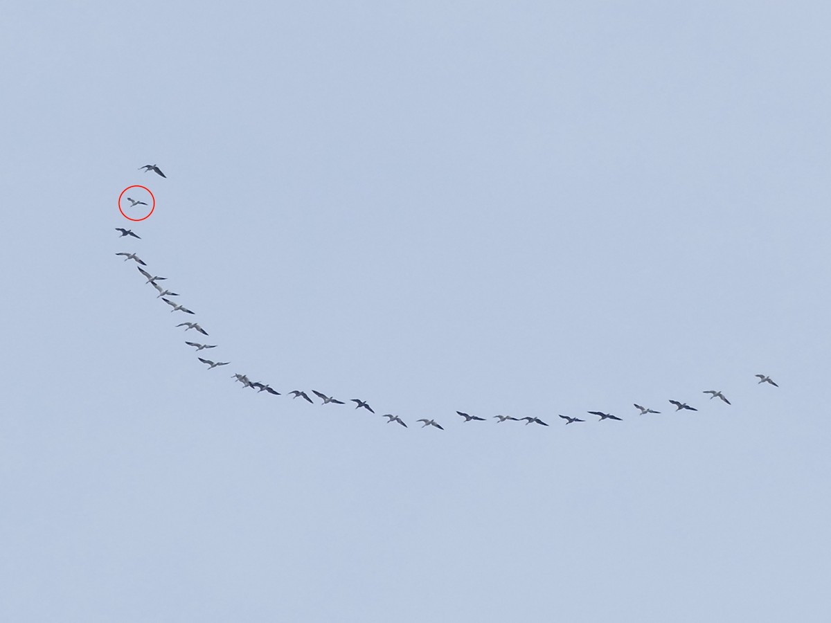 Ross's Goose - ML646265645