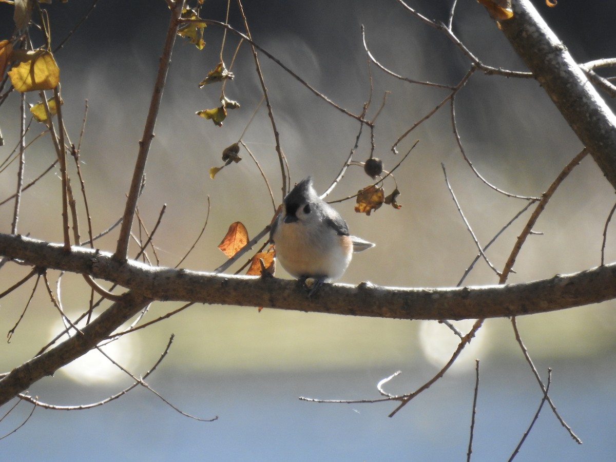 Grauhäubchenmeise - ML646265646