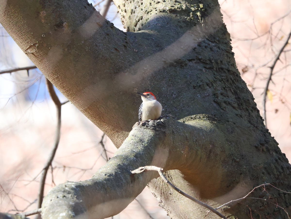Red-bellied Woodpecker - ML646265648