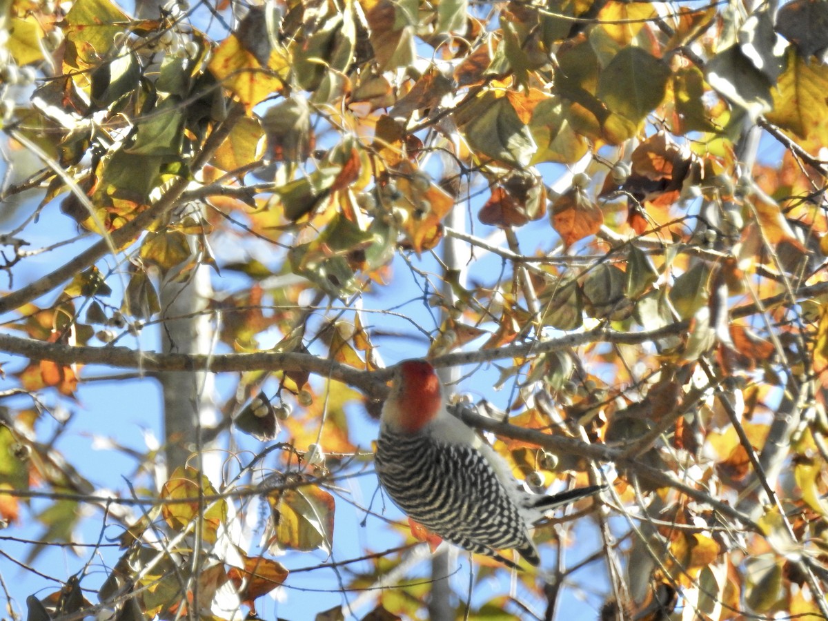 Red-bellied Woodpecker - ML646265656