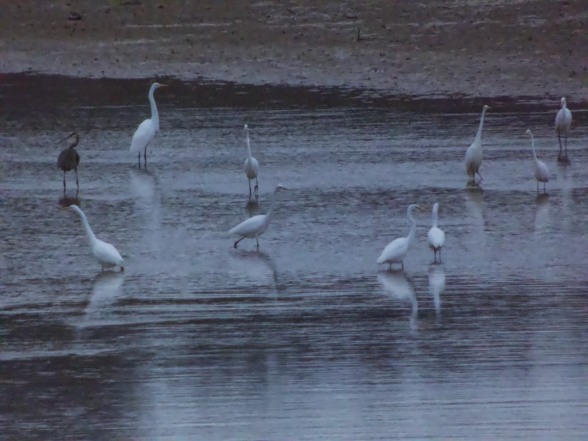 Great Egret - ML646265657