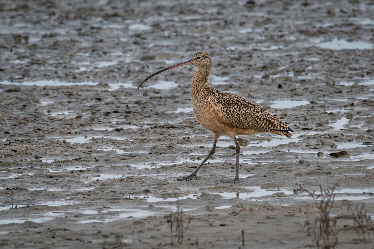 Long-billed Curlew - ML646265670