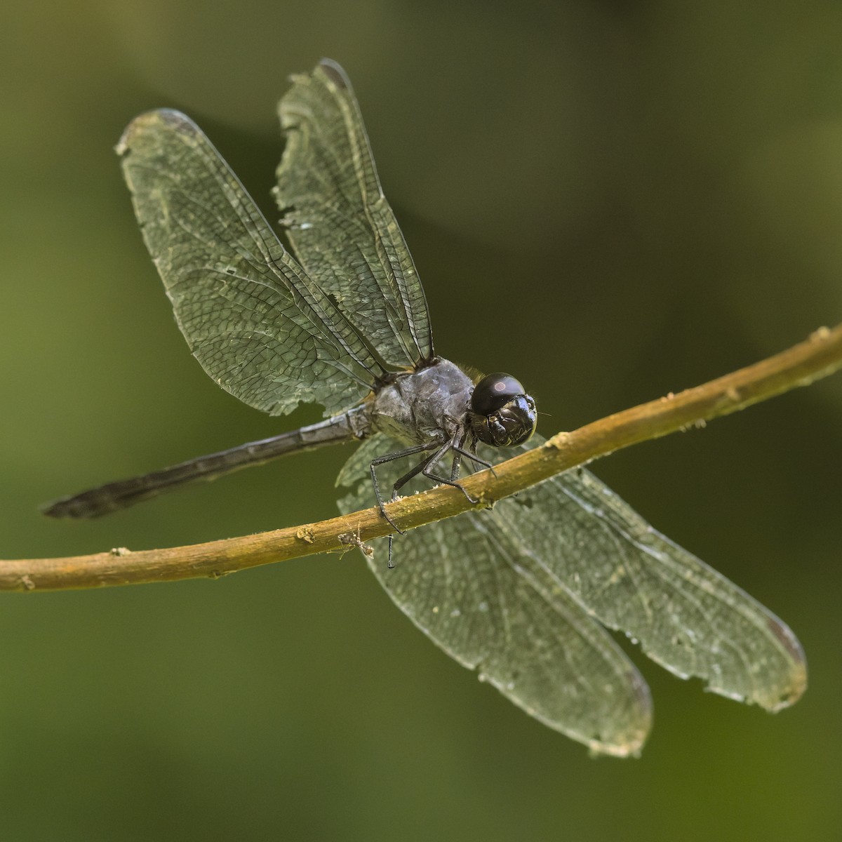 Insects - ML646265673