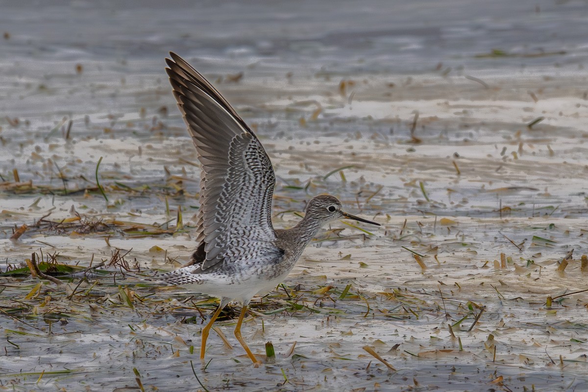 Lesser Yellowlegs - ML646265676
