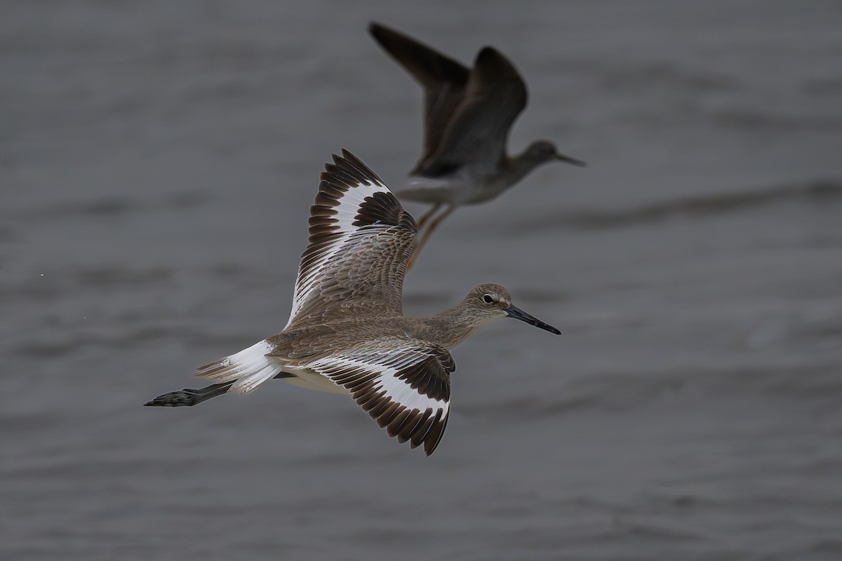 Willet - ML646265682