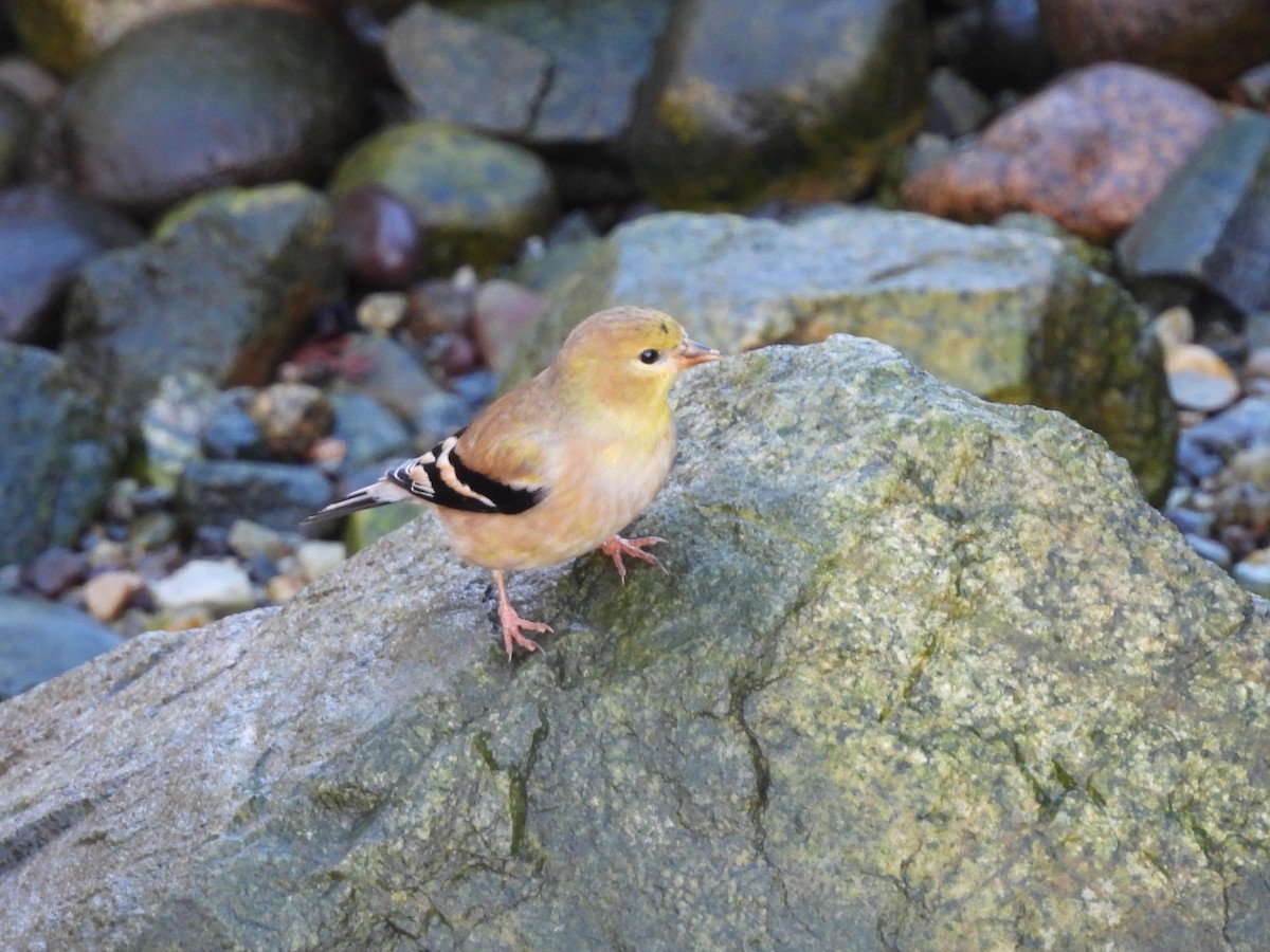 Goldzeisig - ML646265683