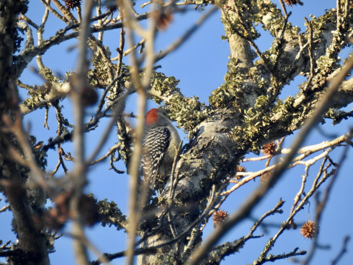 Red-bellied Woodpecker - ML646265685