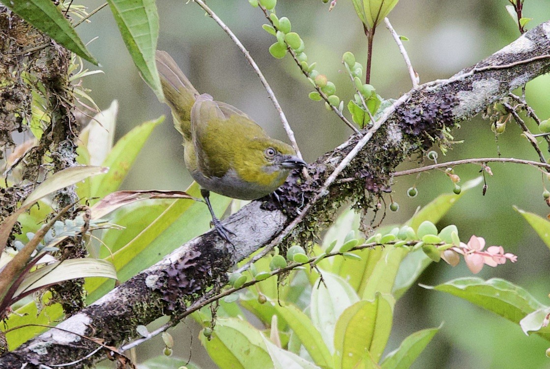 Yellow-throated Chlorospingus - ML646265690