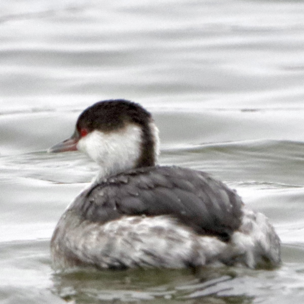 Horned Grebe - ML646265693