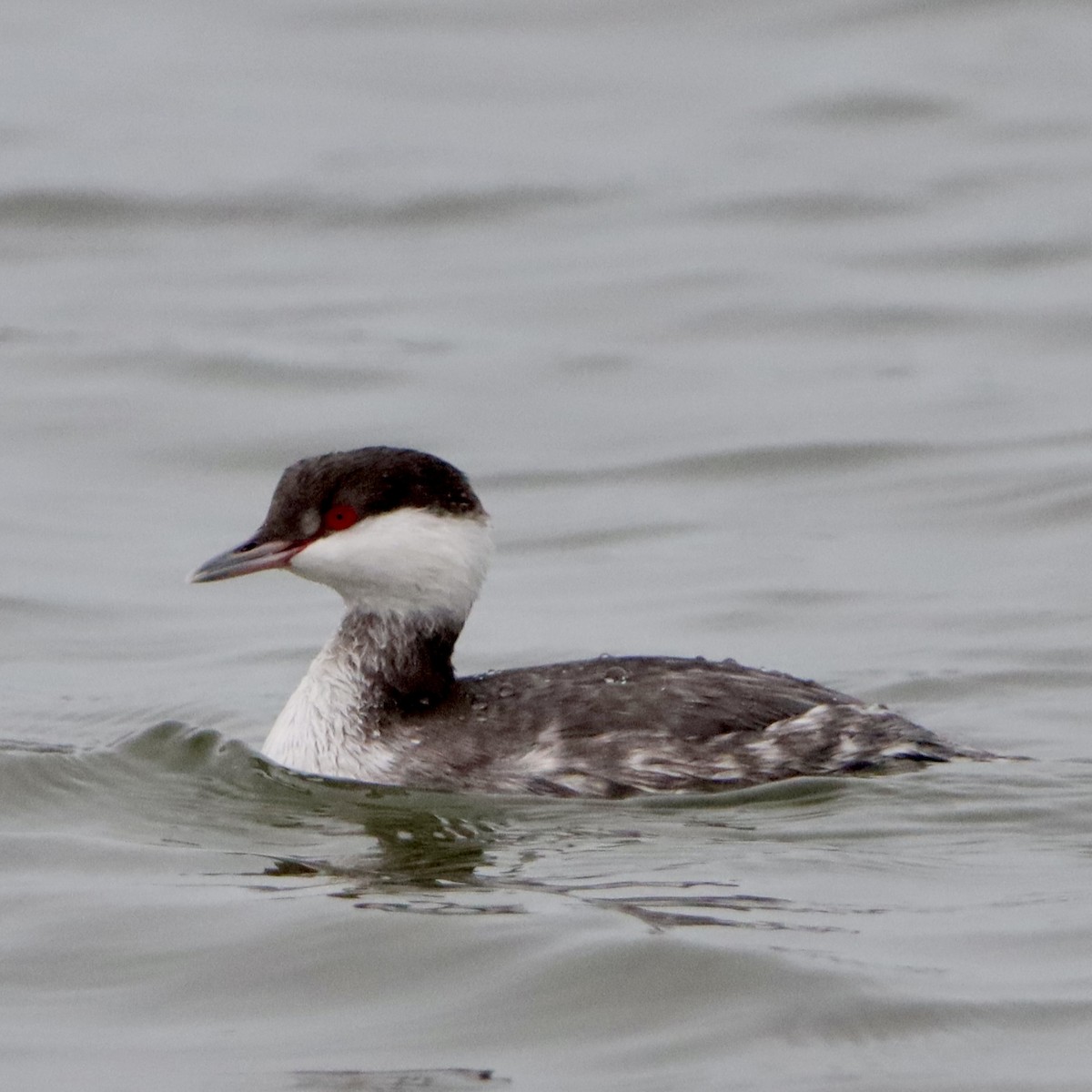 Horned Grebe - ML646265694