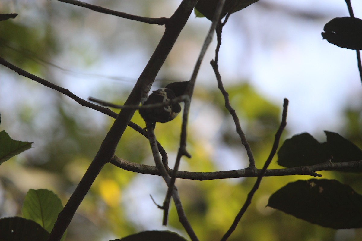 Heart-spotted Woodpecker - ML646265704
