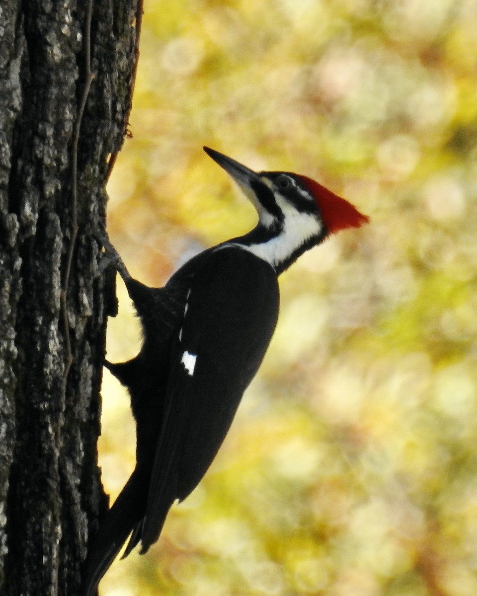 Pileated Woodpecker - ML646265707