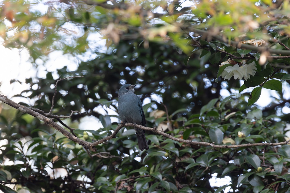 Мухоловка бірюзова - ML646265710