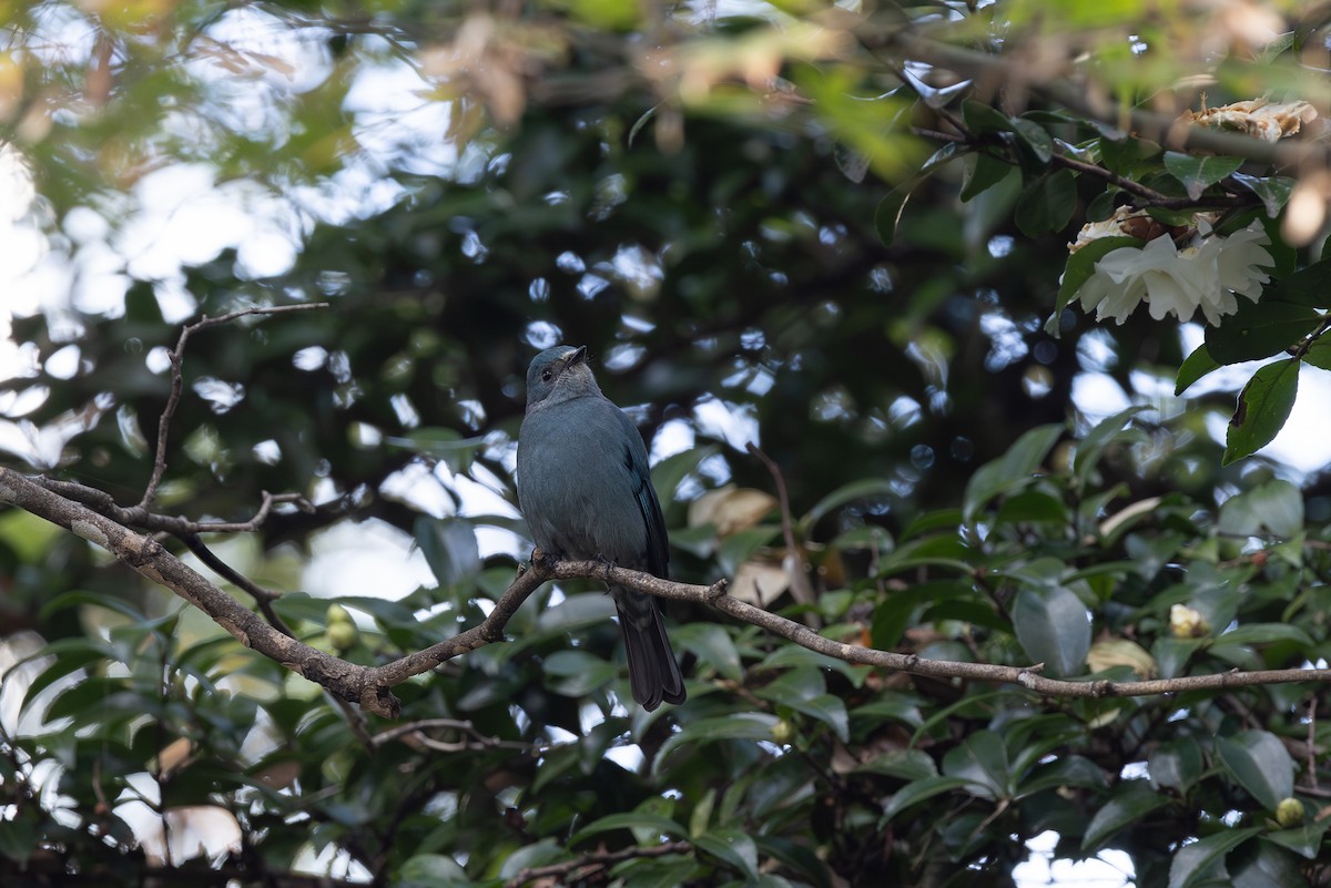 Мухоловка бірюзова - ML646265712