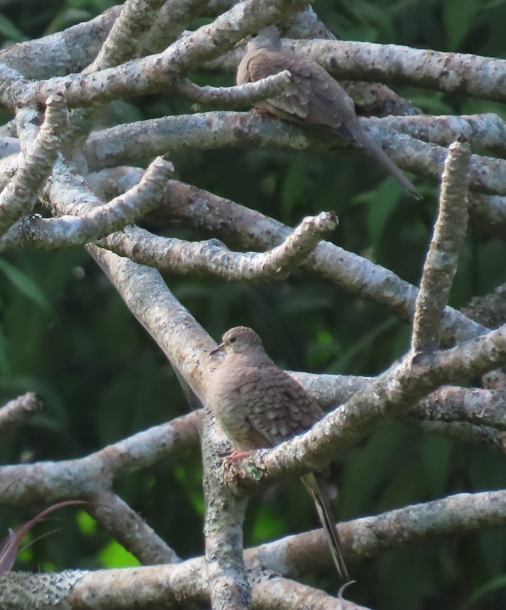 Inca Dove - ML646265713