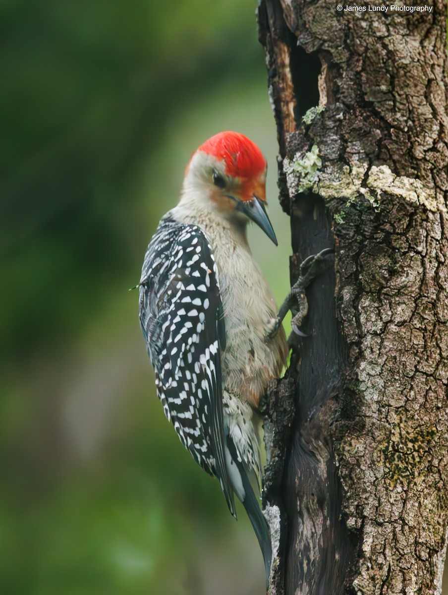 Red-bellied Woodpecker - ML646265730