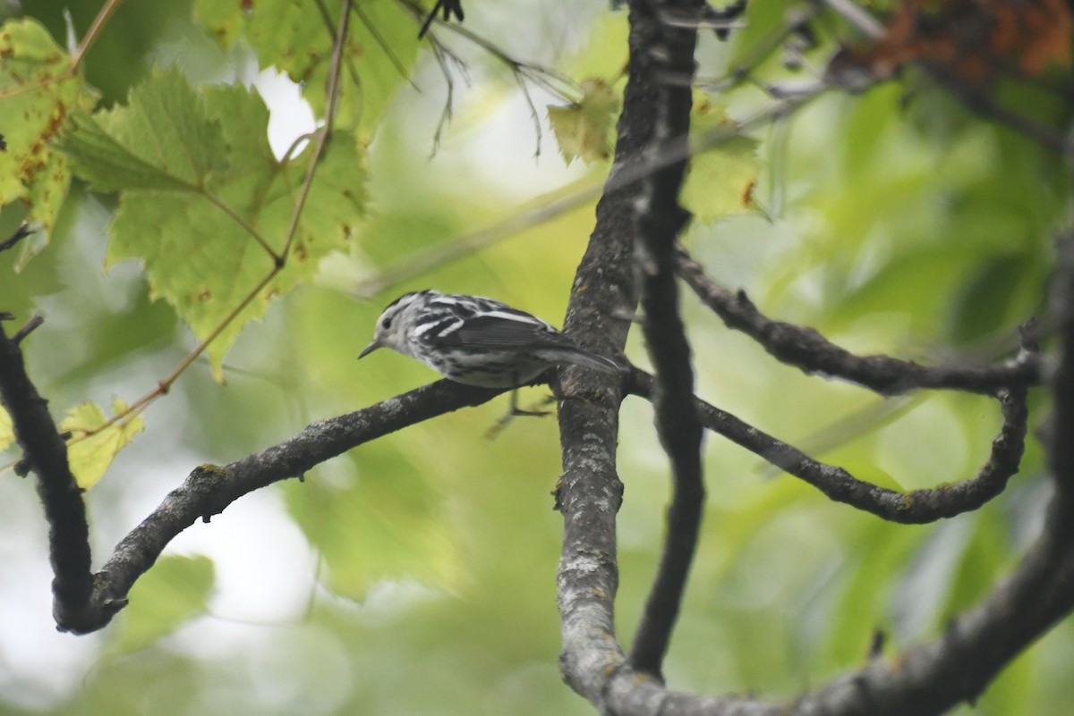 Black-and-white Warbler - ML646265732