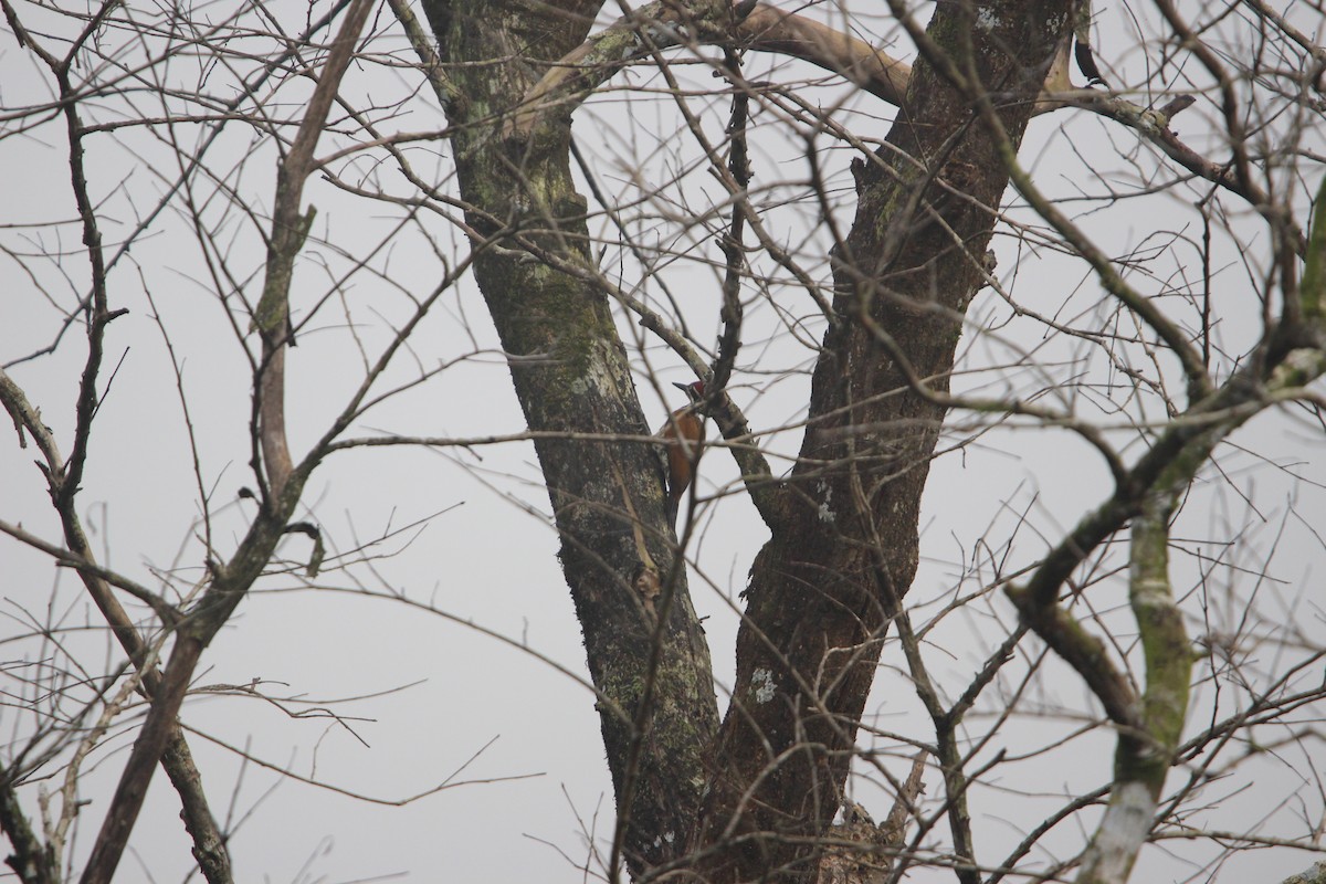 Malabar Flameback - ML646265733