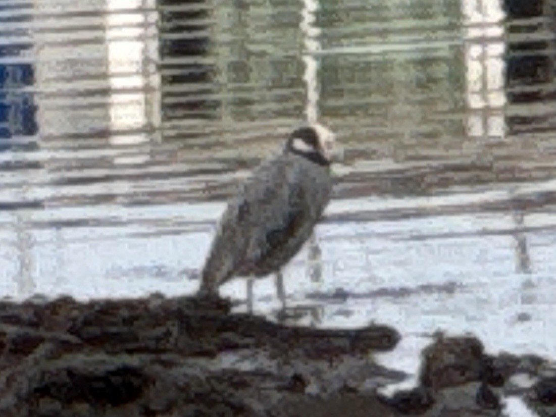 gulkronehegre - ML646265742