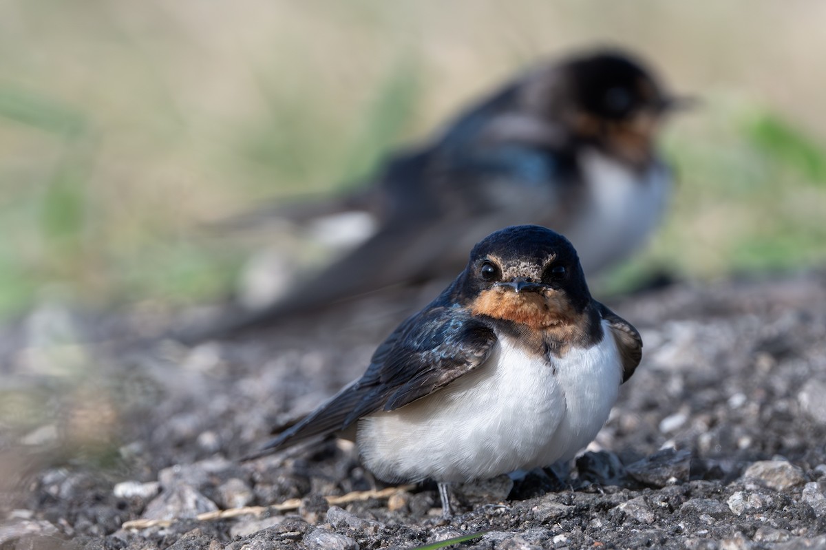 vlaštovka obecná - ML646265744