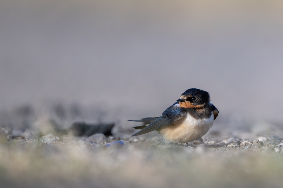 vlaštovka obecná - ML646265745