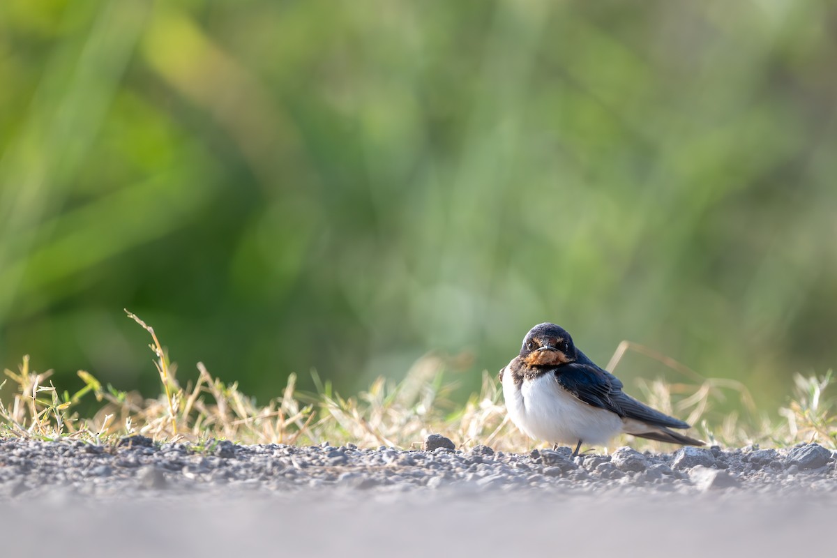 vlaštovka obecná - ML646265747