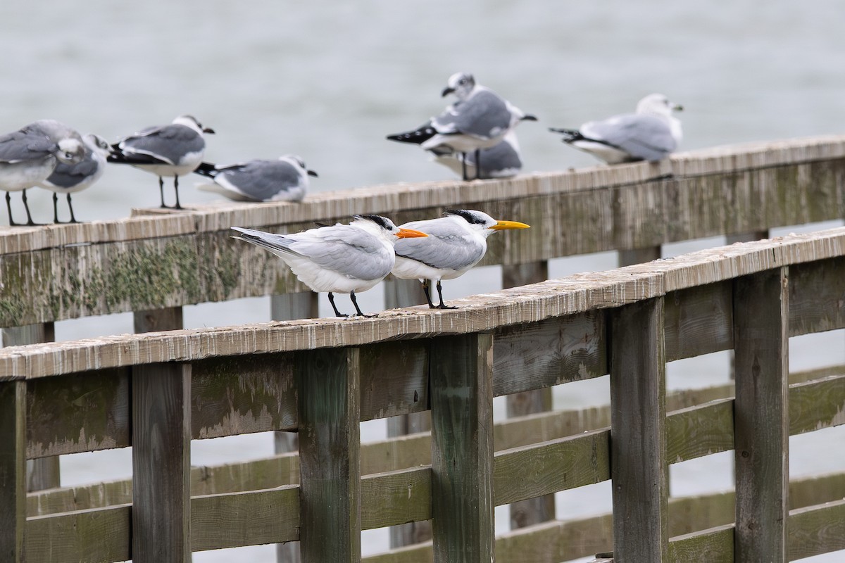 Royal Tern - ML646265758