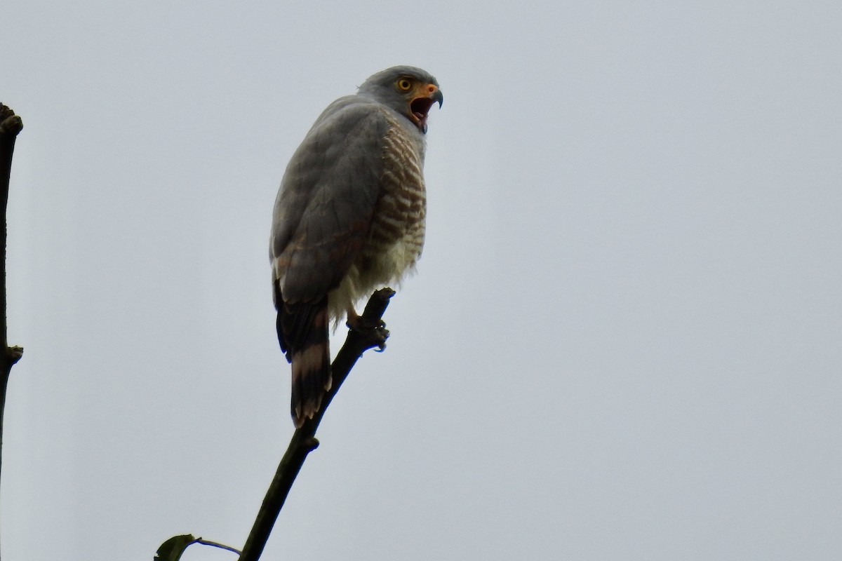 Roadside Hawk - ML646265760