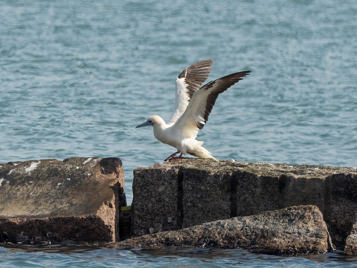 Red-footed Booby - ML646265767