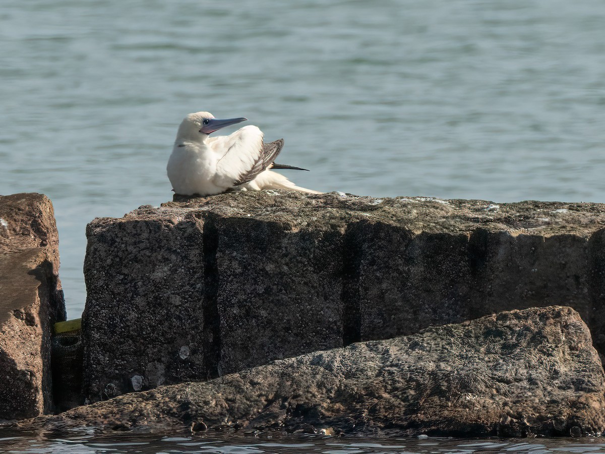 Red-footed Booby - ML646265768