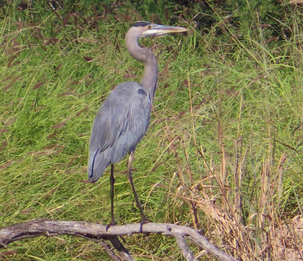 Great Blue Heron - ML646265770