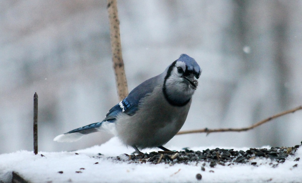 Blue Jay - ML646265789