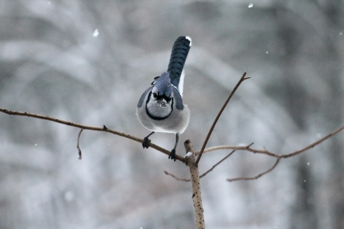 Blue Jay - ML646265790