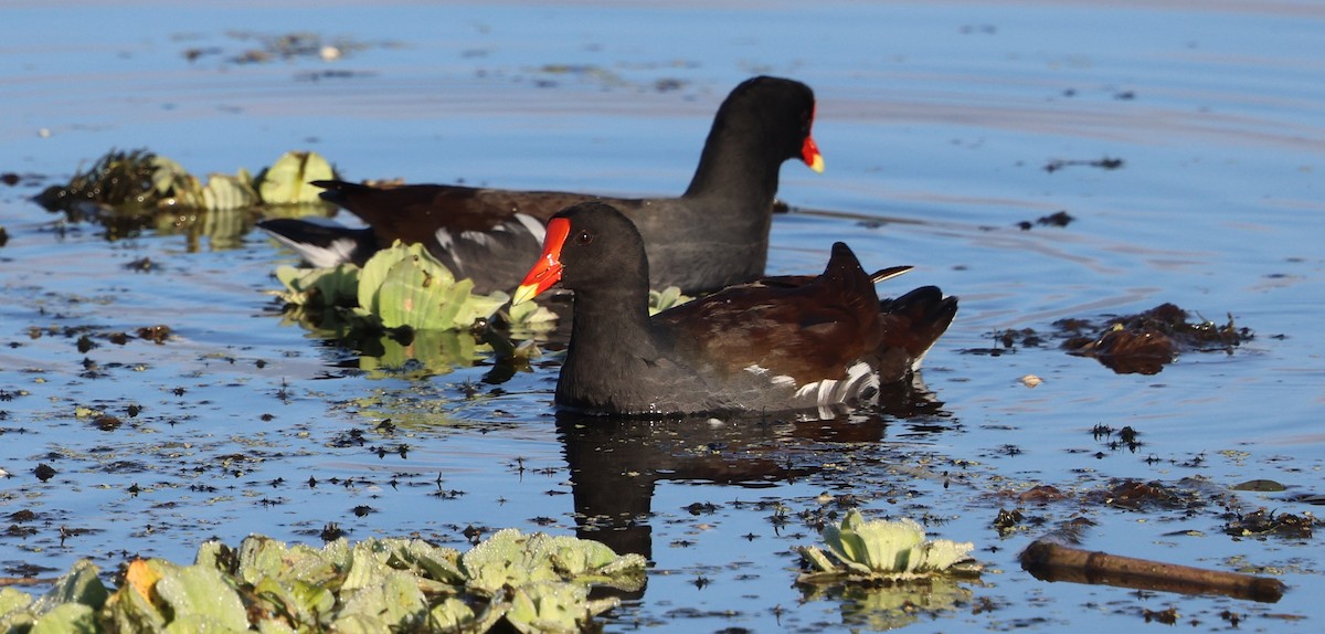 Amerikateichhuhn - ML646265792