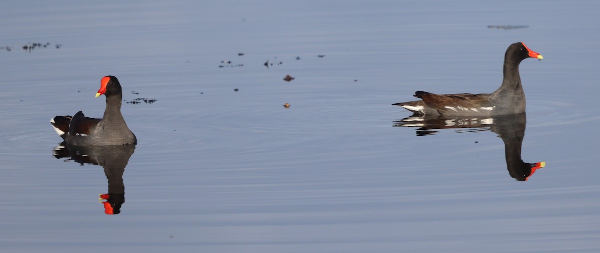 Amerikateichhuhn - ML646265793