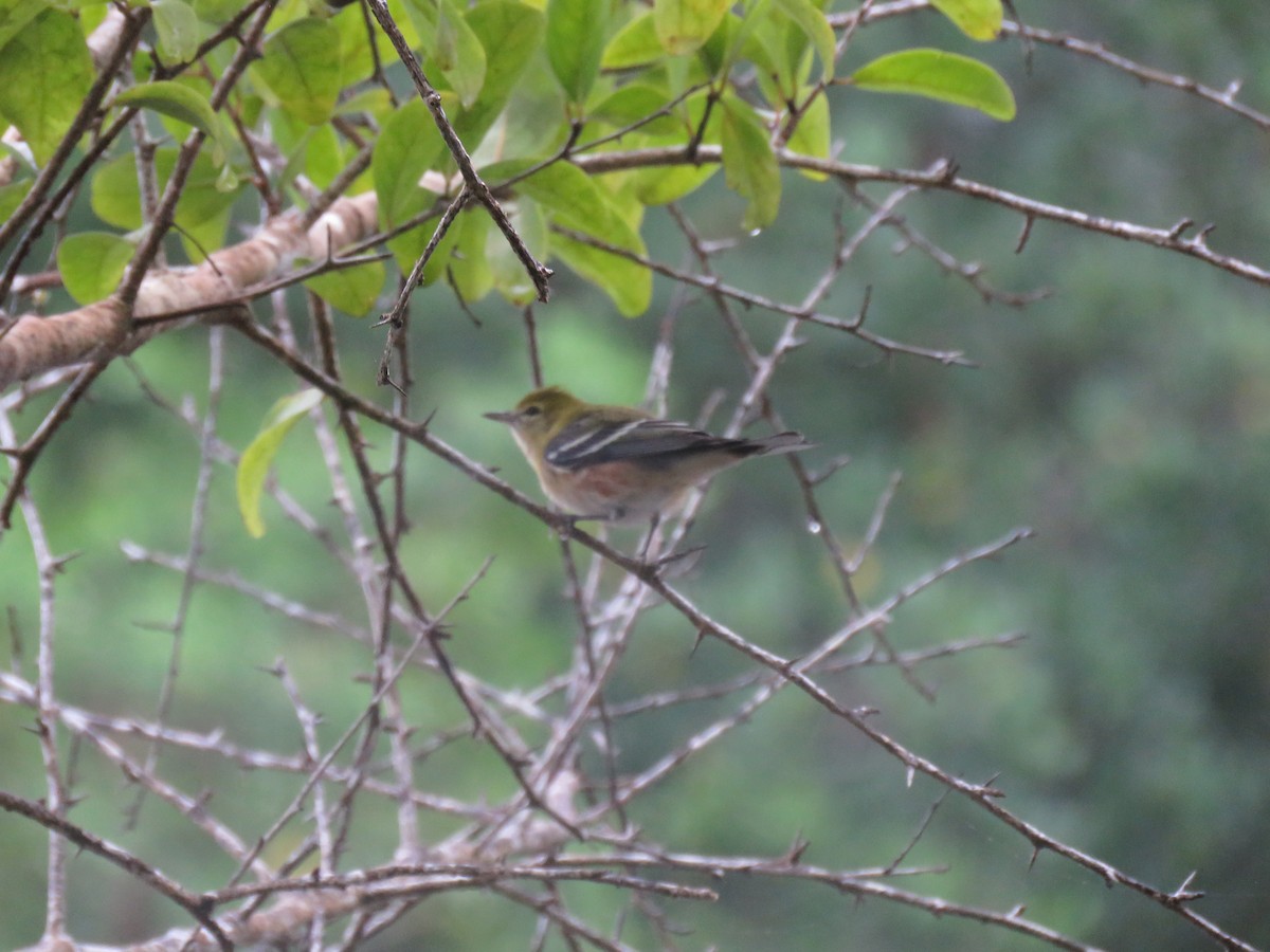 Kestane Gerdanlı Ötleğen - ML646265796