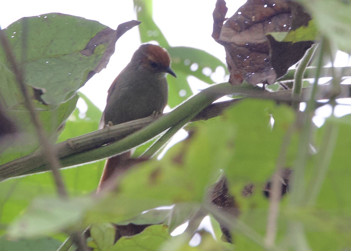 Red-faced Spinetail - ML646265801