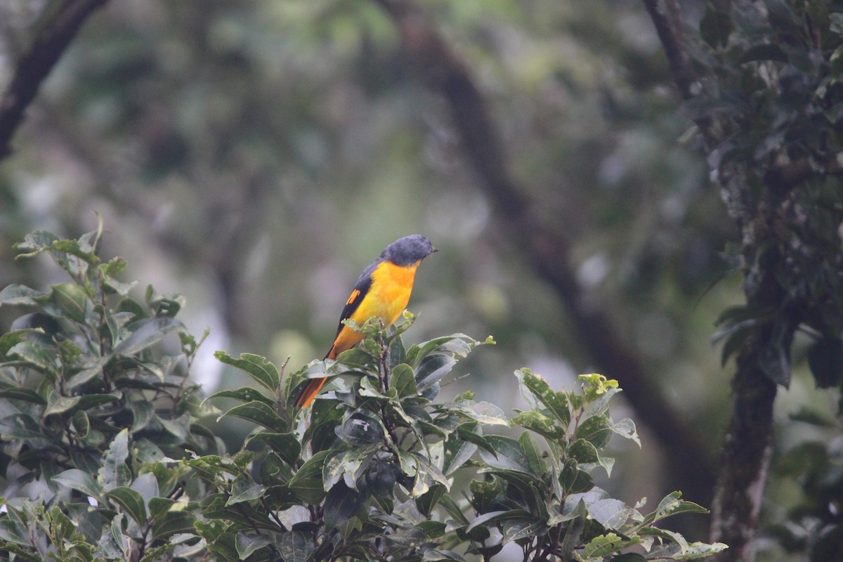 Orange Minivet - ML646265805