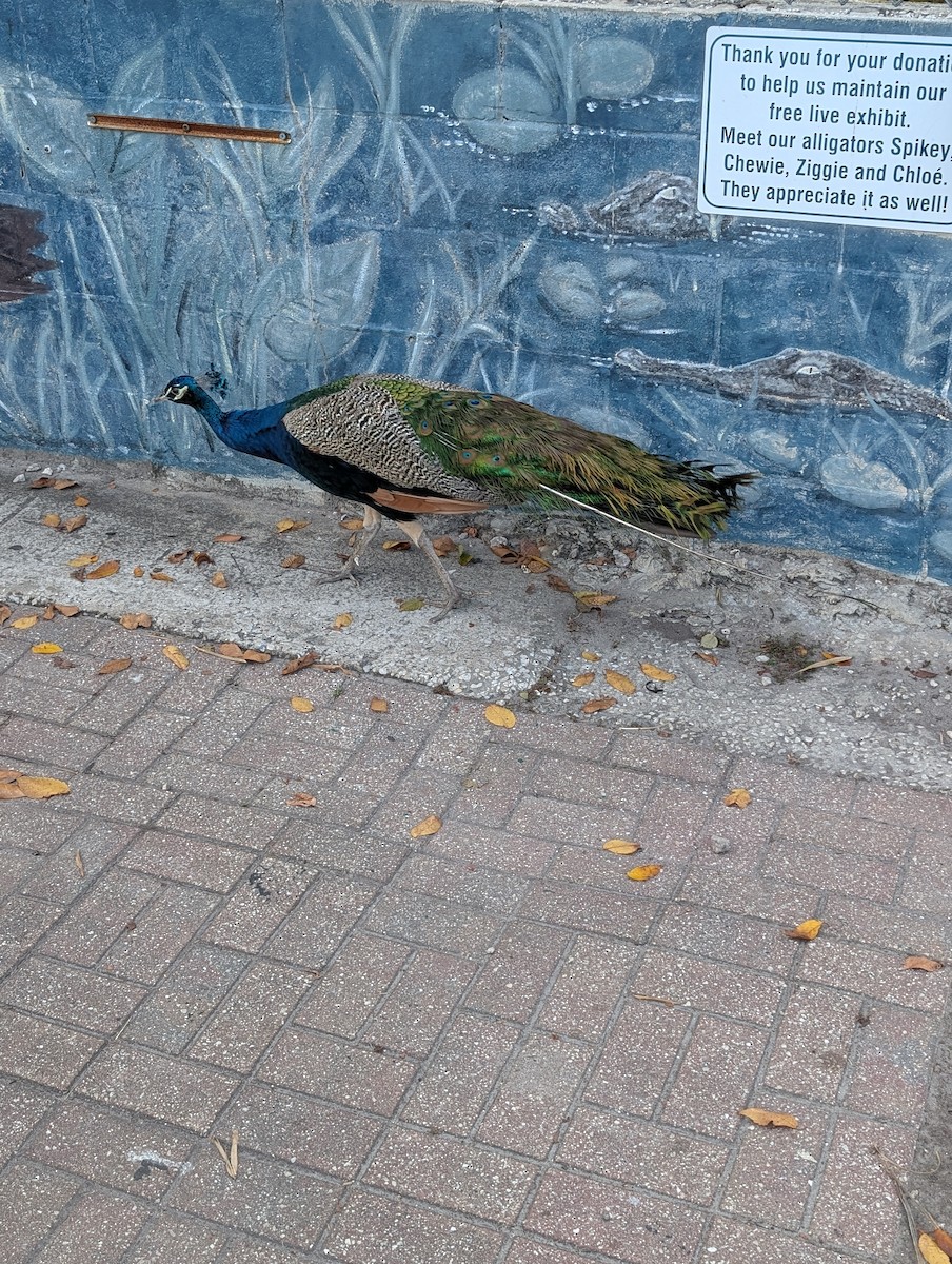 藍孔雀 - ML646265806