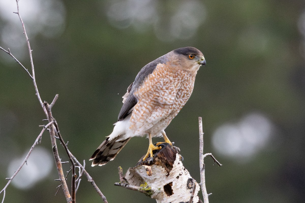 Cooper's Hawk - ML646265810