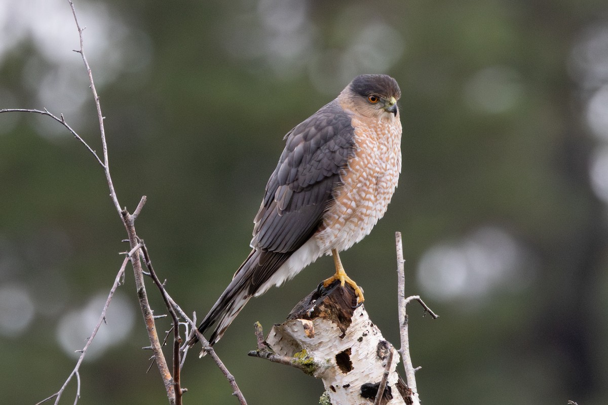 Cooper's Hawk - ML646265811