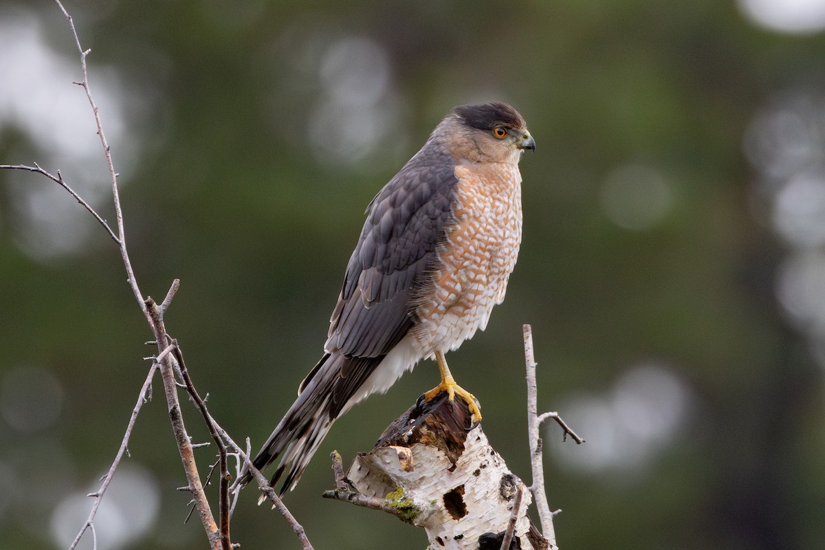 Cooper's Hawk - ML646265812