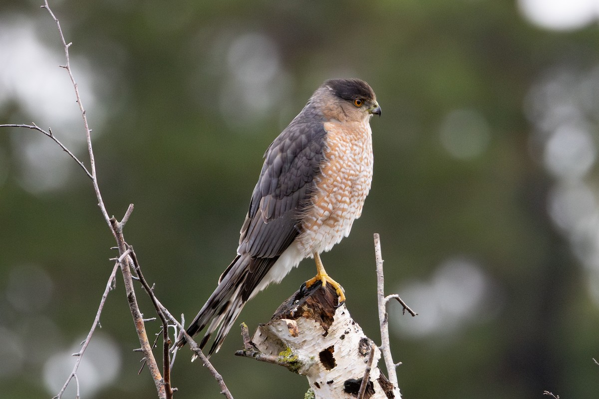 Cooper's Hawk - ML646265813