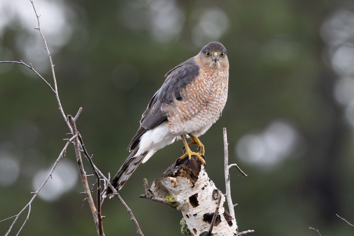 Cooper's Hawk - ML646265814