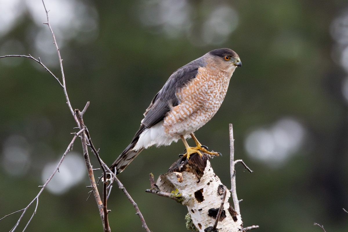 Cooper's Hawk - ML646265815